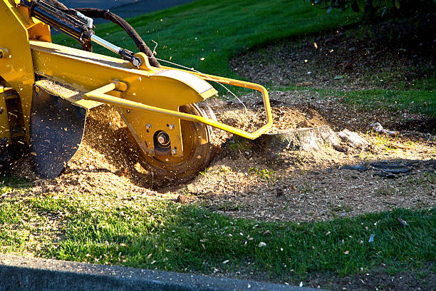 Residential Tree Removal in Woodville, FL